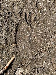 Aidan thought he had seen bigfoot, but it turned out to be a bear. Bigfoot Footprint Near Lumby Examined Lake Country Calendar