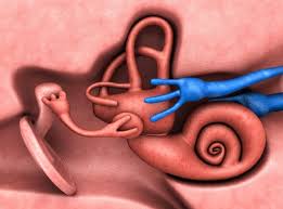 Naming skeletal muscles according to a number of criteria: What Are The Human Body S Smallest Parts Kids Discover