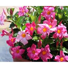 Image result for dipladenie hybrida rio obrázek