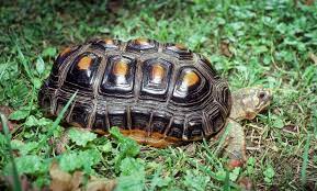 Red Footed Tortoise Smithsonian S National Zoo