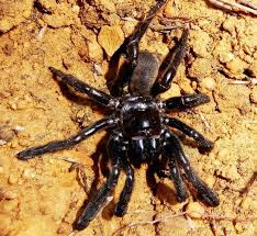 Последние твиты от trapdoor spider (@trapdoorspider). The World S Oldest Known Spider Has Died At Age 43 Smart News Smithsonian Magazine