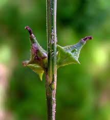 Image result for Oxygonum sinuatum