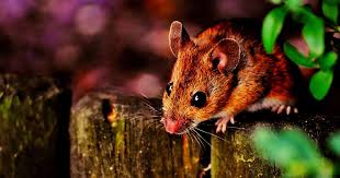 Keep mice away from the trash. Rodents Archives Killem Pest