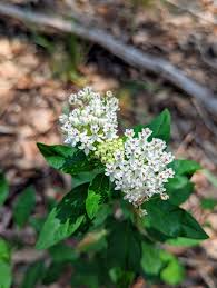 Image result for Acacia lasiopetala