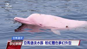 你是否曾覺得藍色憂鬱、綠色代表嫉妒，或是看到紅色就感到生氣呢？ 或是你曾因為出乎意料（英文可用out of the blue形 紅色. äºžé¦¬éœç²‰ç´…è±šå¤–è¡¨å¤¢å¹»å±¢é­æ¼å¤«çµæ•20200305å…¬è¦–æ—©å®‰æ–°èž Youtube