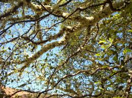 Image result for jabuticabeira em flor