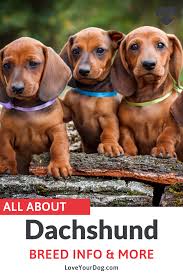 Dachshund Breed Information Long Haired Short Haired More Dachshund Breed Dog Breeds Weiner Dog