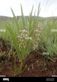 Image result for Xysmalobium