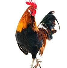 Restaurant Un Coq A Lyon - Página inicial - Lyon - Avaliações de ...