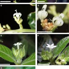 Image result for Psychotria hypsophila