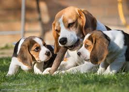 233 Likes 13 Comments Wayne Symons Stourbrook Beagles On Instagram Louie Teaching Two Of His Boys The Pleasu Beagle Puppy Cute Beagles Adoptable Beagle