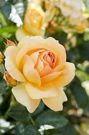 Rose Flower Rose Hansestadt Rostock 1er Prix Du Concours International De Roses De Bagatelle In 2020 Rose Flower Pictures Rose Flower Yellow Roses
