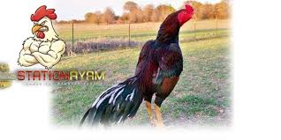 Apakah anda mencari gambar transparan logo, kaligrafi, siluet di ayam, logo, peternakan unggas? Cara Rahasia Meningkatkan Mental Ayam Aduan Di Dalam Sebuah Perminan Sabung Ayam Pasti Ada Ayam Yang Kalah Dan Ayam Yang Menangbagi Ayam Yang Ayam Juara Alam