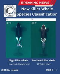 Image result for Warneckea walikalensis