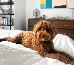 Check spelling or type a new query. Best Mini Goldendoodle Generation F1 F1b F2 F2b F3 2021 We Love Doodles
