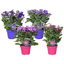 Image result for Senecio purpureus
