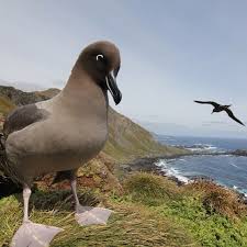 Yes Can I Help You Macquarie Island Is Home To Many Unique Bird And Animal Species Including The Light Mantled Albatross Tasmania Animals Macquarie Island