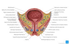 Female Urinary Bladder Overview Bladder Hip Bones Plexus Products
