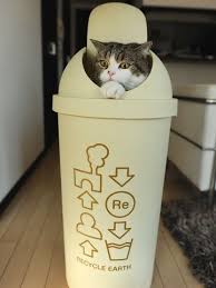 Cute Cat Maru In Trash Can Cat Box Maru Japanese Cat