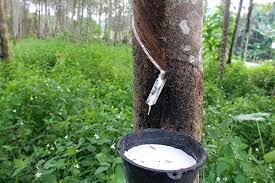 Sirkulasi pankreas dan empedu terkait langsung dengan usus halus, getah pankreas berfungsi untuk mengurai makanan, sementara empedu berfungsi untuk mengurai dan. Pestalotiopsis Kesan Dan Pencegahan Bagi Pokok Getah Amal Media Info