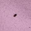 Little black beetles on a flower. 1