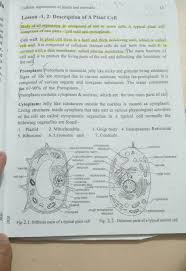 Check spelling or type a new query. What Is The Main Function Of The Cell Wall Brainly