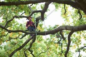 Tree Loppers Kalamunda – Tree Services Kalamunda
