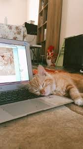  Pin Oleh Thaislane Vieira Di Aesthetic Piaraan Anak Kucing Gemas Kucing Lucu