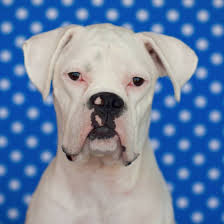Black And White Boxer Dog White Boxers Are Cute Boxer Dogs White Boxers Cute Animals