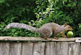 Rodents are one of the worst ga. Will Aluminum Foil Keep Hungry Squirrels From Tomatoes