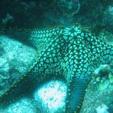 Image result for Pentanisia sykesii