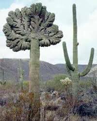 The saguaro cactus plant you will receive will be between 5 and 10 tall, and shipped bare root, without a pot. Pin On Succulent And Cactus Nirvana