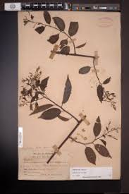 Image result for Embelia libeniana