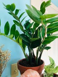 Unlike zamia, zz does need regular water. Lily S Indoor Jungle Zz Plant Care