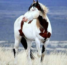 Pin By Coskun Gurel On Cavalos Mula E Jegue Horse Horses Pretty Horses Beautiful Horses