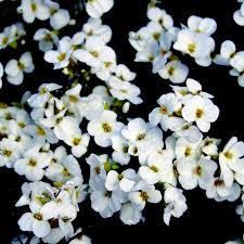 Image result for Arabis alpina