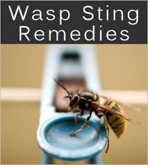 Tons Of Tips On What To Do If Yourself Or Little One Gets Stung Pin Now Read Later Natural Home Remedies Wasp Stings Home Remedies