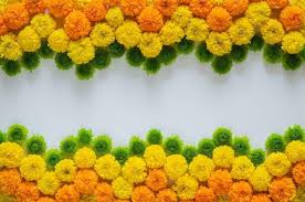 Image result for Nectaropetalum