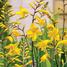 Bulbs are shipped in a dormant state. Crocosmia Sunglow Flower Bulbs Perennial 38 Etsy Bulb Flowers Crocosmia Perennials