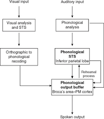 This is very relevant to examinations where you have limited time to do a large amount of reading. Word Length Effect An Overview Sciencedirect Topics