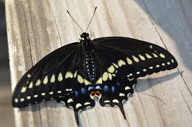 Image result for Holothrix papillosa