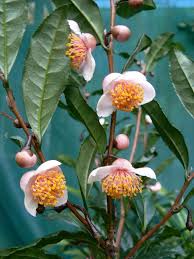 Image result for Theaceae