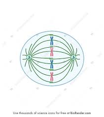 Jan 02, 2012 · metaphase, anaphase and telophase. Biorender Life Science Icons