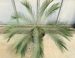 Image result for Albuca sp. no. 1