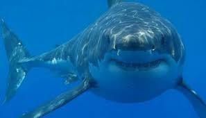 Nonetheless here you'll see great white sharks attacking each other. The Secrets Of A Shark Attack Science Smithsonian Magazine