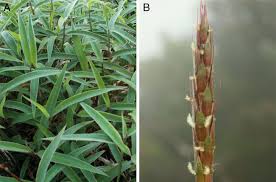 Image result for Ischaemum