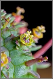 Image result for Euphorbia corniculata
