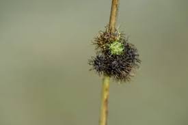 Image result for Triumfetta annua