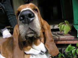 Basset Hound Beagle Mix Black And White My Favorite Noseeee Basset Hound Beagle Bassett Hound Basset Hound