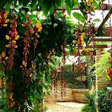 Image result for Thunbergia mysorensis